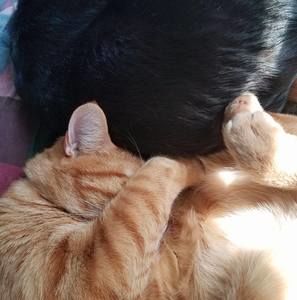 Meet your Posher, Donna